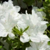Delaware Valley White Azalea -Blooming Yard Delaware Valley Azalea FGT 600x600 00619668 24d4 47d2 8325 74071c92d4ae