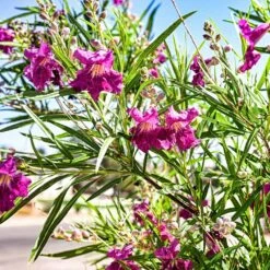 Bubba Jones Desert Willow -Blooming Yard Desert WIllow Bubba Jones 1