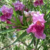 Bubba Jones Desert Willow -Blooming Yard Desert WIllow Bubba Jones 600x600 a9515f42 f813 44b7 b66d ed50ae000e31