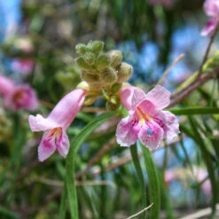 Bubba Desert Willow -Blooming Yard Desert Willow Bubba 2