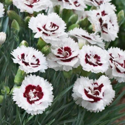Scent First® Coconut Surprise Dianthus Plant -Blooming Yard Dianthus Coconut Sundae 2