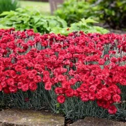Fruit Punch® ‘Maraschino’ Dianthus -Blooming Yard Dianthus Fruit Punch 2