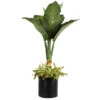 Dieffenbachia And Song Of India Combo -Blooming Yard Diffenbachia song of india 600x600 7274c5a1 437b 4d7f a274 bd3d5f360208