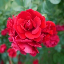 Don Juan Climbing Rose -Blooming Yard Don Juan 1 FGT