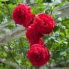 Don Juan Climbing Rose -Blooming Yard Don Juan FGT 600x600 0b27ac05 48de 44b5 8180 b48dca5c88de