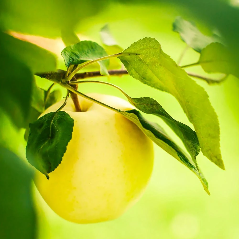 Dorsett Golden Apple Tree 4 Dorsett Golden Apple Tree - Image 2