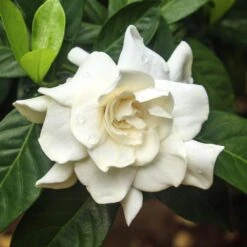 Double Blooming Gardenia Tree 9 Double Blooming Gardenia Tree -Blooming Yard Double Blooming Gardenia 3 FGT