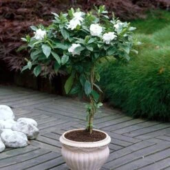 Double Blooming Gardenia Tree 10 Double Blooming Gardenia Tree -Blooming Yard Double Blooming Gardenia 6 FGT