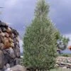'Little Ollie' Dwarf Olive Tree -Blooming Yard Dwarf Olive 800 Main Image FGT th