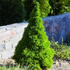 Dwarf Alberta Spruce 9 Dwarf Alberta Spruce -Blooming Yard Dwarf ALberta ALberta Spruce 3 FGT