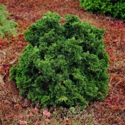 Dwarf Hinoki Cypress Shrub -Blooming Yard Dwarf Hinoki Cypress 1