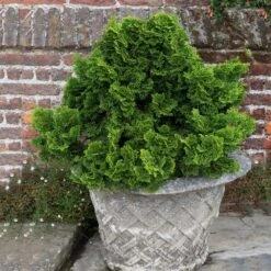 Dwarf Hinoki Cypress Shrub -Blooming Yard Dwarf Hinoki Cypress 2