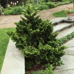 Dwarf Hinoki Cypress Shrub -Blooming Yard Dwarf Hinoki Cypress 3