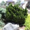 Dwarf Hinoki Cypress Shrub -Blooming Yard Dwarf Hinoki Cypress 600x600 cac0050d 9e2c 4c5e 9007 df543b90c8f8
