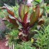Dwarf Red Banana Tree -Blooming Yard Dwarf Red Banana Plant 350 01