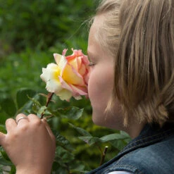 Euphoria® Rose Shrub -Blooming Yard EUphoria Rose Tree 1