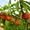 Early White Giant Peach Tree -Blooming Yard Early White Giant Peach Tree 350