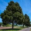 Eastern Red Cedar Tree -Blooming Yard Eastern Red Cedar 600x600 FGT