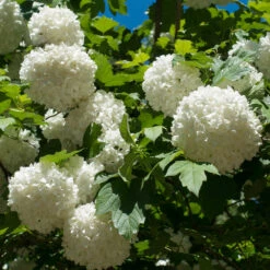 Eastern Snowball Bush -Blooming Yard Eastern Snowball 3 FGT