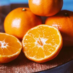 EasyPeel Clementine Tree -Blooming Yard Easy Peel Clementine 4 FGT