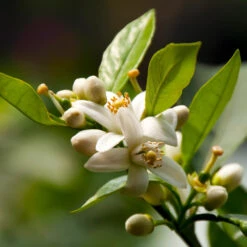 EasyPeel Clementine Tree -Blooming Yard Easy Peel Clementine 5