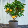 EasyPeel Clementine Tree -Blooming Yard Easy Peel Clementine FGT 600x600 7715f8b8 7ade 444c b849 5c8b79e452e4