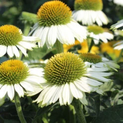 PowWow® White Coneflower (Echinacea) -Blooming Yard Echinacea PowWow WHite 1