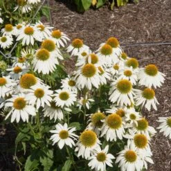 PowWow® White Coneflower (Echinacea) -Blooming Yard Echinacea PowWow WHite 2