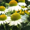 PowWow® White Coneflower (Echinacea) -Blooming Yard Echinacea PowWow WHite 600x600 4bf42975 0221 4d4c bf26 2b015bfb0f3a