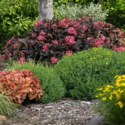 Eclipse® Bigleaf Hydrangea -Blooming Yard Eclipse Mophead 4