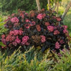 Eclipse® Bigleaf Hydrangea -Blooming Yard Eclipse Mophead 5
