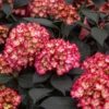 Eclipse® Bigleaf Hydrangea -Blooming Yard Eclipse Mophead 600x600 66b98e1c 5756 4723 bdbc 1750ee258501