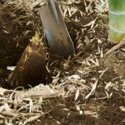 Edible Bamboo Plant -Blooming Yard Edible Bamboo 5 FGT