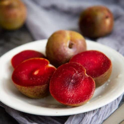 Elephant Heart Plum Tree -Blooming Yard Elephant Heart Plum 1