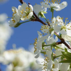 Elephant Heart Plum Tree -Blooming Yard Elephant Heart Plum 2