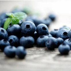 Elliot Blueberry Bush -Blooming Yard Elliot Blueberry 450 D2