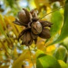 Elliot Pecan Tree -Blooming Yard Elliot Pecan FGT 600x600 610bd494 388b 4fed 85b5 cc7a01d9af9d