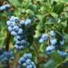 Emerald Blueberry Bush -Blooming Yard Emerald Blueberries 600x600 ba57f98c e75b 4707 a839 d566b7aa64e7
