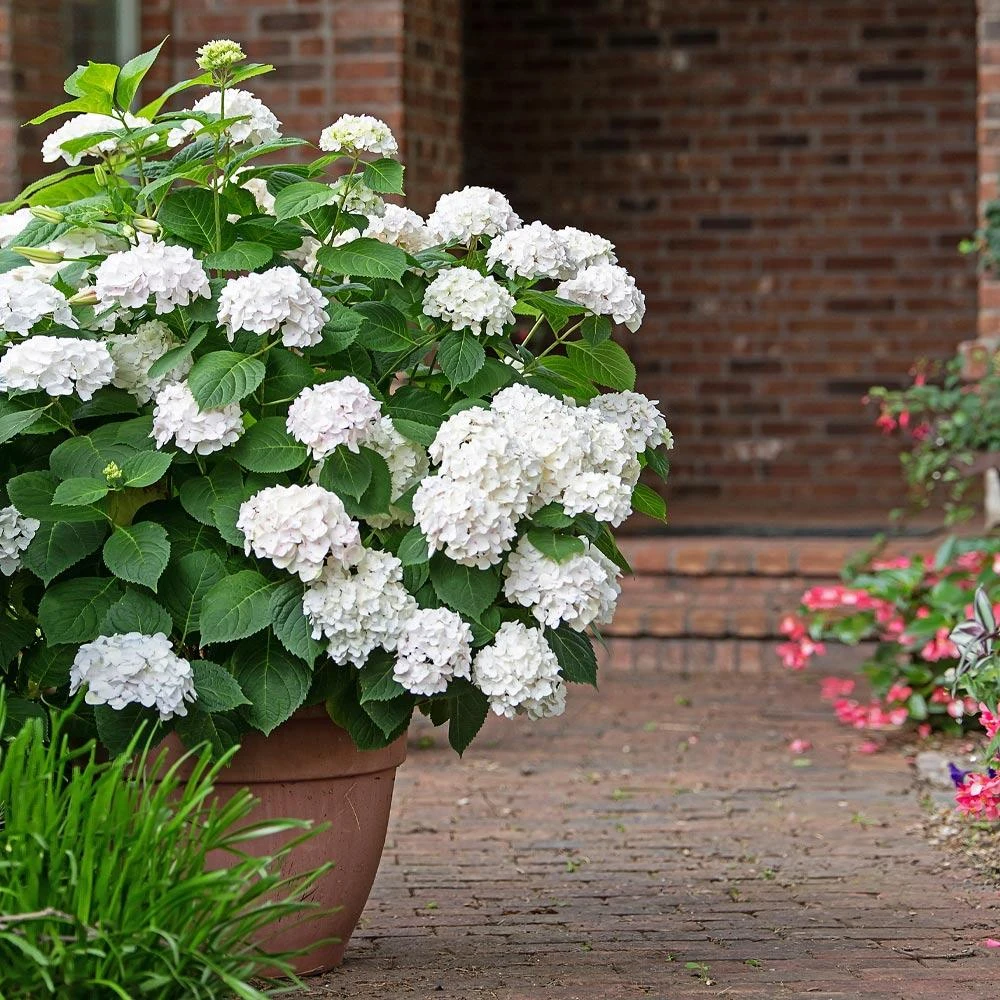 Endless Summer® Blushing Bride Bigleaf Hydrangea Shrub 6 Endless Summer® Blushing Bride Bigleaf Hydrangea Shrub - Image 4