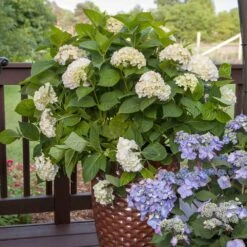 Endless Summer® Blushing Bride Bigleaf Hydrangea Shrub 11 Endless Summer® Blushing Bride Bigleaf Hydrangea Shrub -Blooming Yard Endless Summer Blushing Bride 5