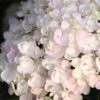 Endless Summer® Blushing Bride Bigleaf Hydrangea Shrub -Blooming Yard Endless Summer Blushing Bride FGT 600x600 0ebe554a 6f66 4976 a54a 228202945329