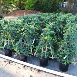 English Ivy Vine -Blooming Yard English Ivy 5