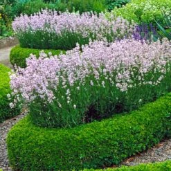 English Boxwood Shrub -Blooming Yard English Boxwood 4
