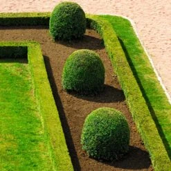 English Boxwood Shrub -Blooming Yard English Boxwood 7