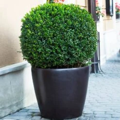 English Boxwood Shrub -Blooming Yard English Boxwood 9 FGT