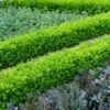 English Boxwood Shrub -Blooming Yard English Boxwood FGT 600x600 859093e7 609f 4eba 869a 4dcbfc608a37