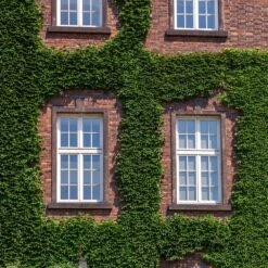 English Ivy Vine -Blooming Yard English Ivy 2 FGT