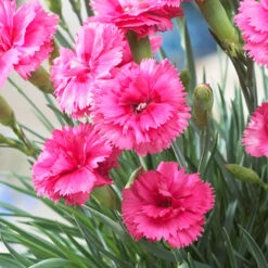 Scent First® Eternity Dianthus Plant -Blooming Yard Eternity Dianthus 2