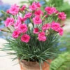 Scent First® Eternity Dianthus Plant -Blooming Yard Eternity Dianthus 600x600 9a3a8ce8 7f38 480f 88b0 75bdfac7e163