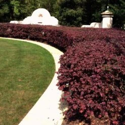 'Ever Red' Loropetalum -Blooming Yard Ever Red Lorepetalum 3